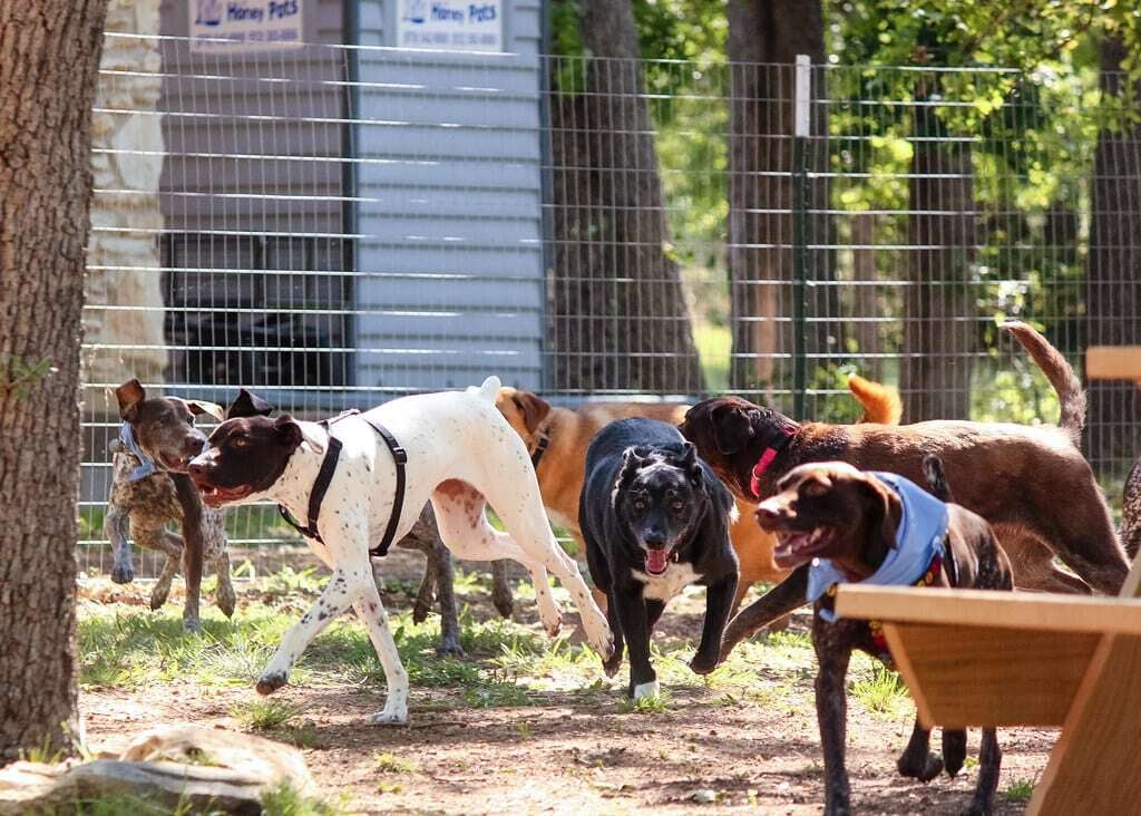 Best Dog Parks in East Austin